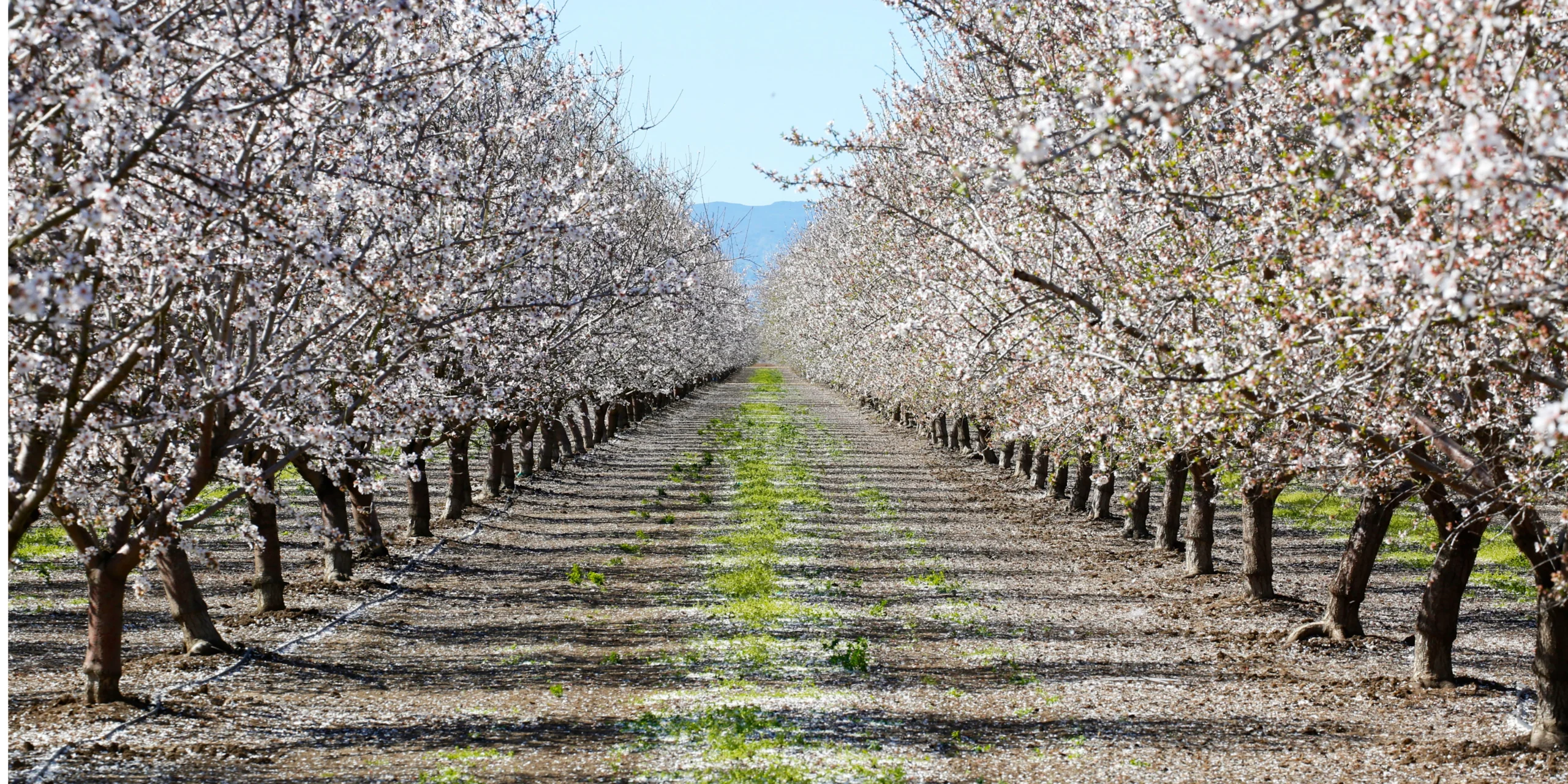 campo de almendros