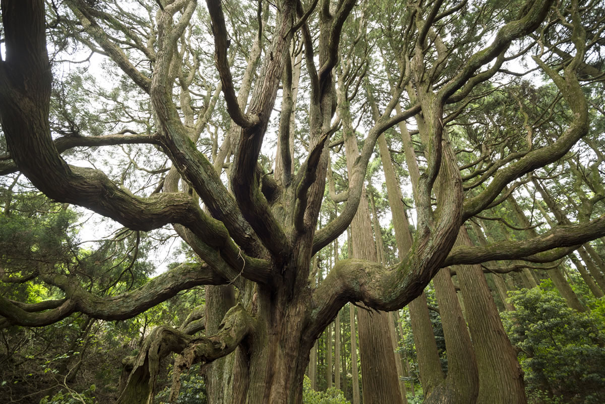 arbol-cedro