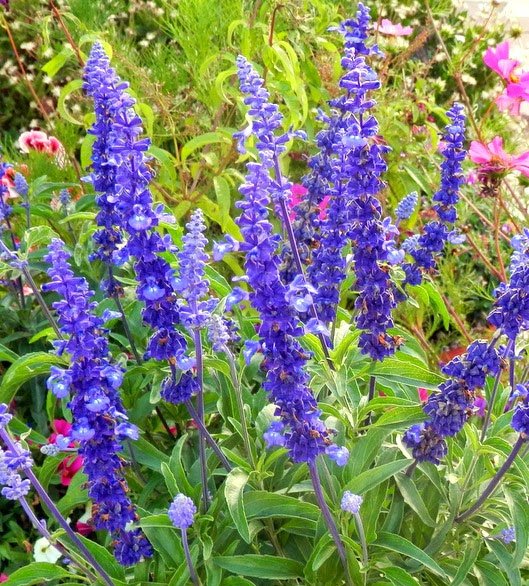 flor-salvia